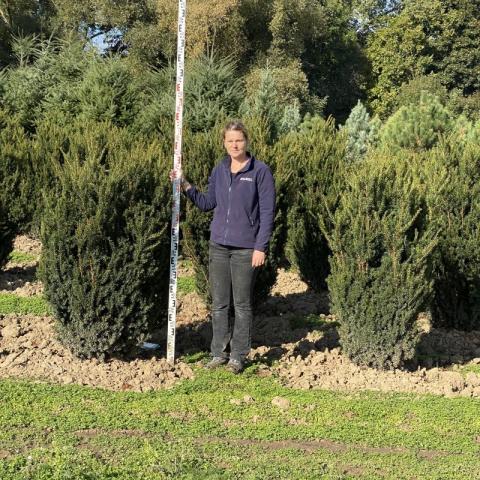 Taxus x media 'Hillii' Soliter